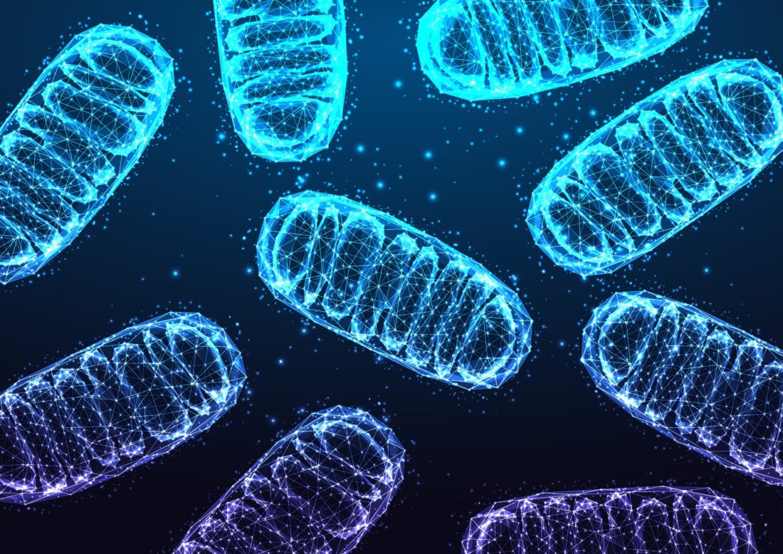 Mitochondrien - die Kraftwerke der Zelle. Ubiquinol unterstützt die Energieproduktion und den Stoffwechsel.